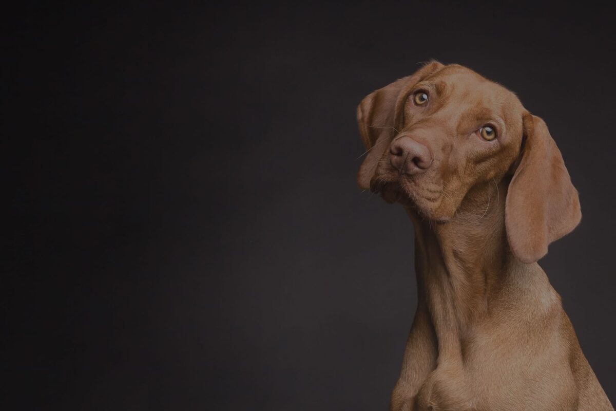 Totaalproject Canis Purus - Ook een website laten maken? Kies Blok56